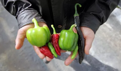 La agroecología, principal vía para la  alimentación sostenible 
