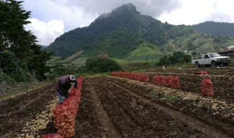 Centroamérica creará plan regional de recuperación para el sector agropecuario