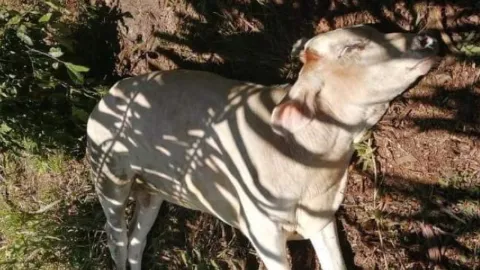 Alerta cerca de la frontera tico panameña al registrarse un séptimo brote de rabia bovina