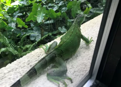 Iguanas verdes y tegus se convierten en animales "prohibidos" en Florida