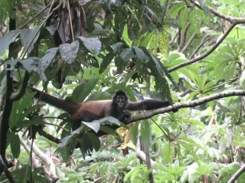 Mono araña colorado es avistado en Parque Internacional La Amistad (PILA)