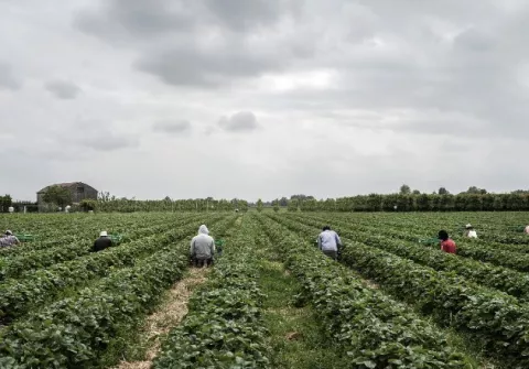 Italianos intentan volver a la labor agrícola