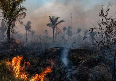 El virus disimula la gran deforestación en el mundo