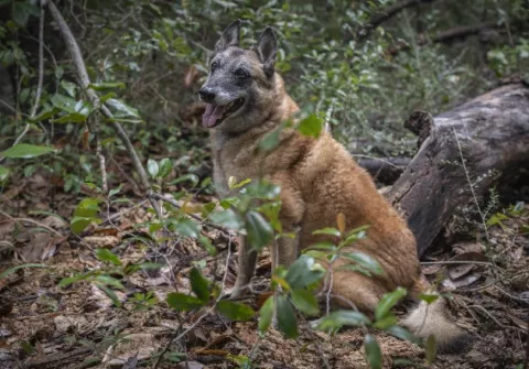 Perros detectores ayudan en labores de arqueología