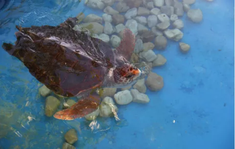 Autoridades ambientales buscan a descuartizadores de tortuga en La Barqueta