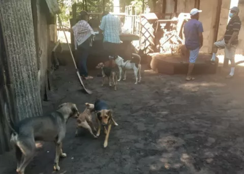 Jornada de vacunación de animales realiza personal del Minsa en isla Sevilla 