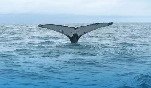 Apoyo en la conservación de ballenas