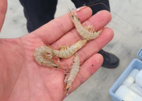 Analizan si son consumibles miles de camarones encontrados en playas de Coclé 