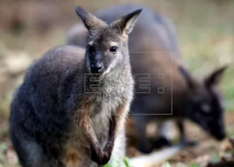 'Detienen' a canguro que paseaba por una ciudad del sur de Florida