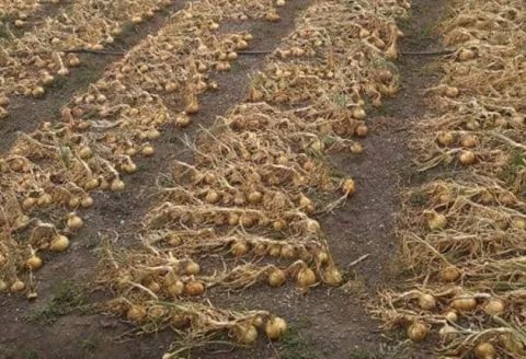 Abastecimiento nacional de cebolla se normalizará la próxima semana