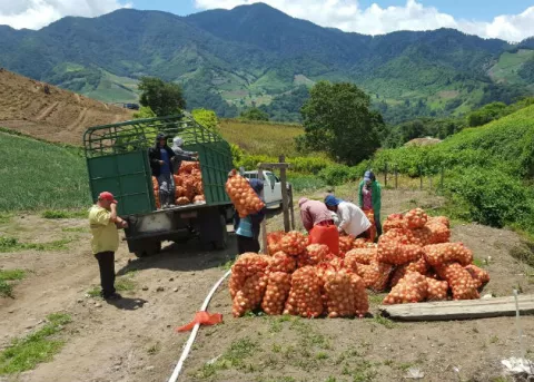 Productores de Tierras Altas advierten que hay escasez de cebolla 
