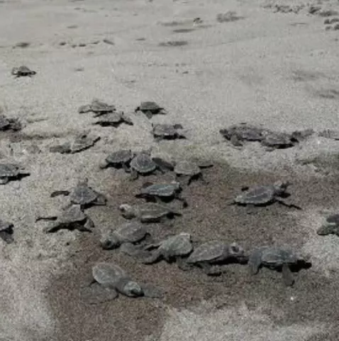 Liberan más de 360 neonatos de tortuga lora nacidos en el vivero de Refugio de Vida Silvestre en La Barqueta