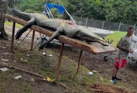 Hombre sobrevive al ataque de un lagarto en el Lago Gatún