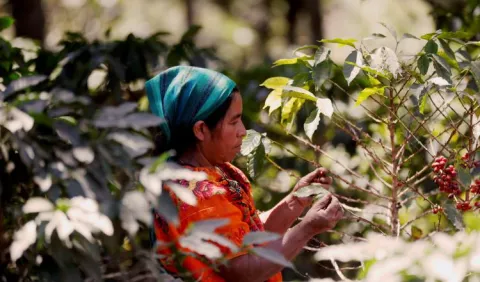 IICA y UE respaldan la apicultura en las  zonas cafetaleras de  El Salvador