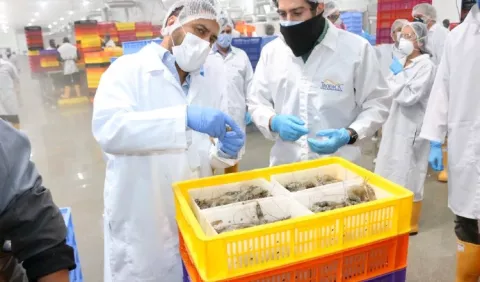 Ecuador espera  poder  volver a exportar pronto camarones a China 