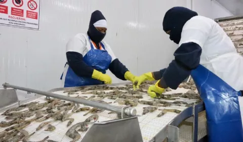 Ecuador registra una drástica reducción en sus exportaciones de camarón