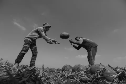El sector primario de la economía es clave para superar la pandemia