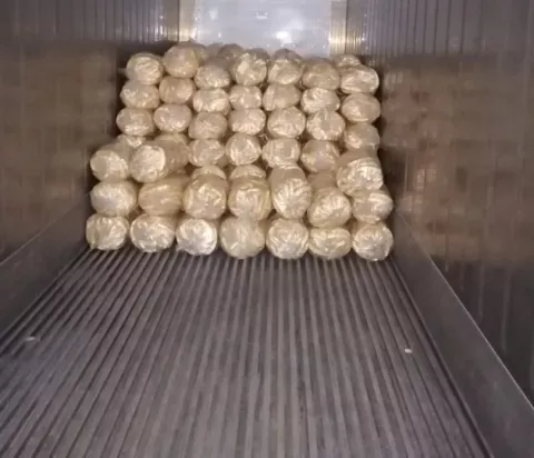 Plátanos bocatoreños son exportados al mercado norteamericano 