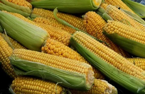 Aprueba importación de maíz amarillo para industria agrícola