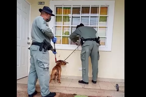 Policía Nacional rescata a dos perros en evidente estado de maltrato en las últimas 24 horas