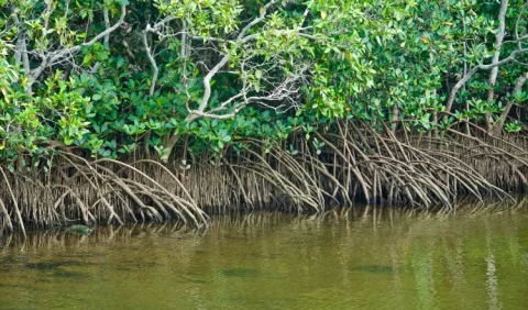 Día Internacional por la Defensa del Manglar: Beneficios y la importancia de su conservación