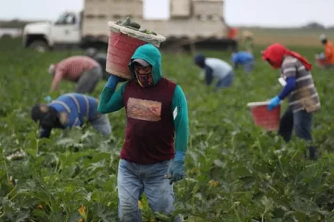 Industriales y los campesinos pugnan por control de las semillas