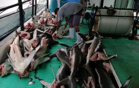 Arap, MIDA y Defensoría instalan mesa de trabajo para proteger a los tiburones