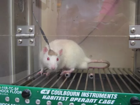 Ratones, cerdos o macacos, imprescindibles para investigar y superar la COVID-19