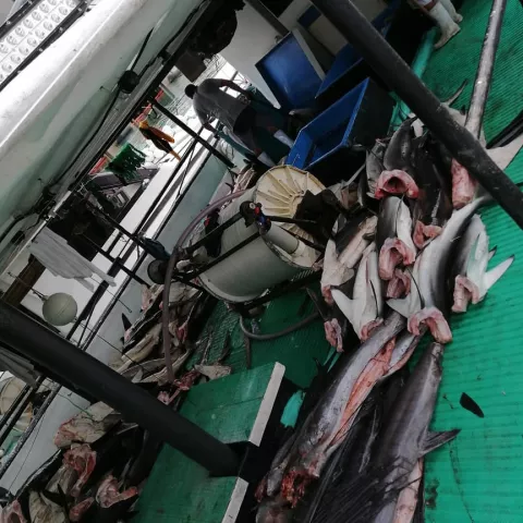 Capturan dos embarcaciones costarricenses con unas 10 mil libras de tiburón 