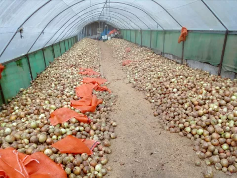 Productores de Tierras Altas en Chiriquí culpan a los importadores por el desabastecimiento de cebolla