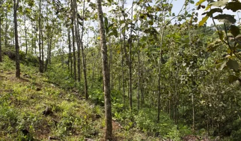 Especies de árboles nativos prosperan con la teca