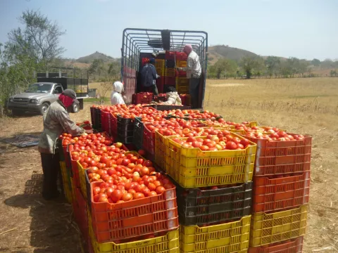 Productores de tomate industrial en Azuero temen el fin de esta actividad 