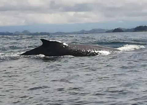 Ballenas jorobadas empiezan a llegar al Parque Nacional Marino Golfo de Chiriquí