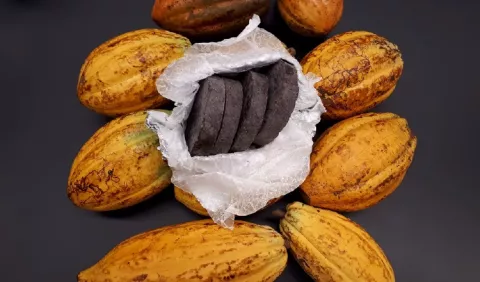 Estudian la genética del cacao