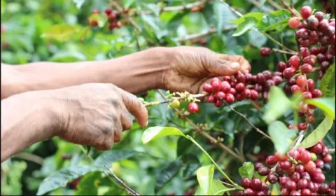 La producción de café en Colombia retrocede un 1% en julio