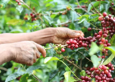Instalan comisión técnica de la COVID-19 para la zafra de café en Chiriquí