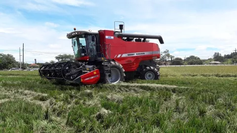 Productores de arroz en Chiriquí piden que se elimine la regulación del precio de este rubro