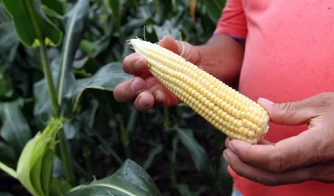 Transgénicos mejoraron producción en Colombia