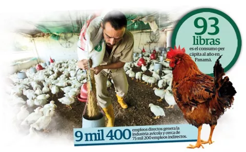 Producción de pollo cae 14.7% tras baja en el consumo de los panameños