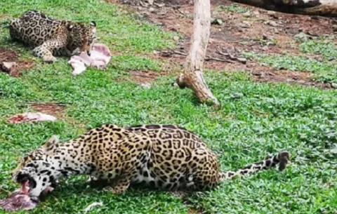 Zoológico El Níspero se queda sin fondos para alimentar a sus animales