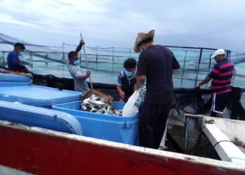 Empresa acuícola de exportación inicia cosecha de pámpanos en Bocas del Toro  