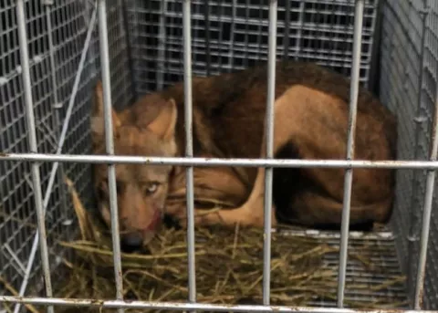 Coyote que deambulaba por la pista del aeropuerto Enrique Malek es rescatado