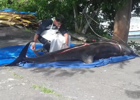 Hallan 18 delfines y marsopas muertos en Mauricio tras derrame de petróleo