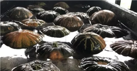  Exportaciones de calabaza y piña panameña alcanzan nuevos nichos de mercado en Europa