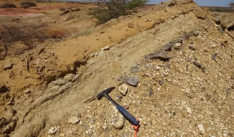Descubren fragmentos fósiles de bagre