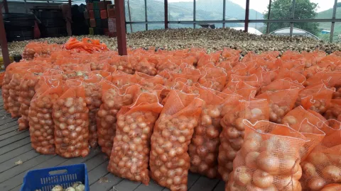 Comarca Ngäbe Buglé cosecha papas por primera vez 