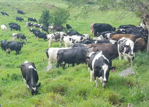 Cámara de Comercio de Chiriquí respalda solicitud de ganaderos de leche para renegociar TLC con Costa Rica 