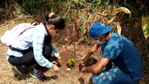 Reforestan áreas para lograr el mejoramiento hídrico en Herrera
