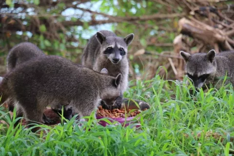 MiAmbiente advierte sobre los efectos negativos que hay por alimentar a los mapaches