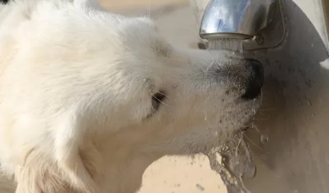 Hidratación de las mascotas